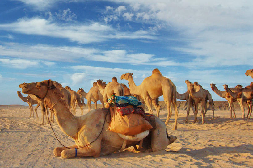 无人,站,坐,横图,室外,白天,沙漠,哺乳动物,野生动物,埃及,苏丹,一群,许多,阴影,云,很多,骆驼,自然,动物,家畜,放松,摄影,食草动物,中东,偶蹄目,东非,栋古拉