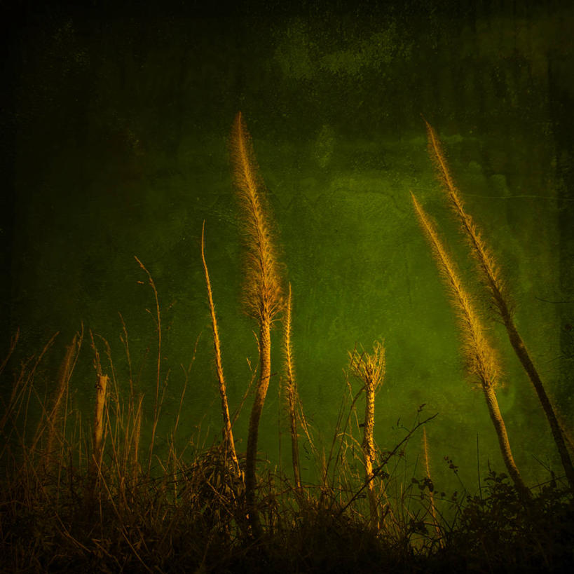 无人,方图,室外,白天,仰视,美景,植物,新西兰,景观,野花,自然,干花,景色,摄影,生长,脆弱,自然风光,澳大拉西亚,达尼丁,新西兰南岛,低角度拍摄,晕影