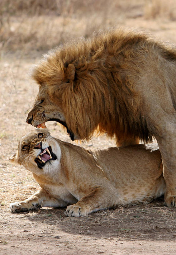 无人,躺,竖图,室外,白天,野生动物,狮子,坦桑尼亚,咆哮,雌狮,动物,两只,摄影,交配,支配,东非