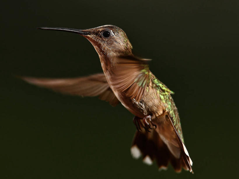 无人,横图,运动模糊,蜂鸟,野生动物,美国,黑色背景,飞,摄影,拍打,彩图,影棚拍摄