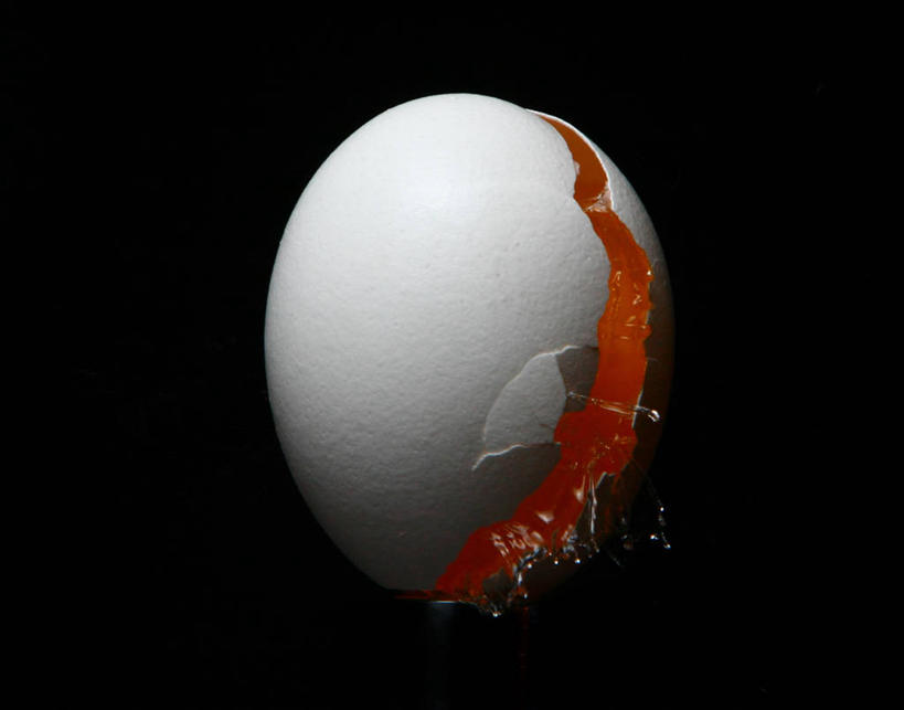 无人,横图,美国,黑色背景,分离,饮食,一个,摄影,单个,北美,北美洲,脆弱,美洲,毁灭,分割,阿肯色州,北亚美利加洲,亚美利加洲,卵,彩图,影棚拍摄,美利坚合众国