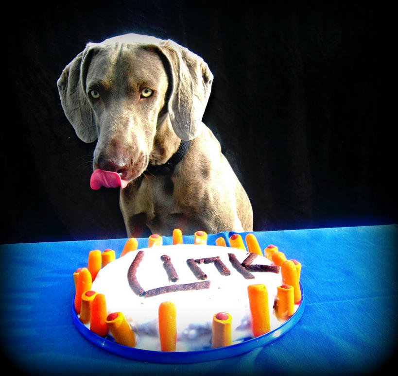 嘴,无人,方图,生日,宠物,美国,黑色背景,庆祝,刺激,生日蛋糕,舔,摄影,英文字母,北美,北美洲,美洲,饥饿,德国魏犬,北亚美利加洲,亚美利加洲,明尼苏达,口,口腔,嘴巴,嘴唇,半身,彩图,影棚拍摄,美利坚合众国,饿