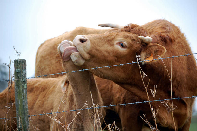 无人,横图,室外,白天,牛,法国,栅栏,篱笆,动物,两只,家畜,舔,摄影,牲畜,部分,关爱,小牛,中欧,母牛,利穆赞,彩图
