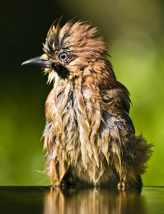 无人,坐,竖图,室外,白天,野生动物,湿,水面,摄影,近景,僵鸟,匈牙利共和国,彩图