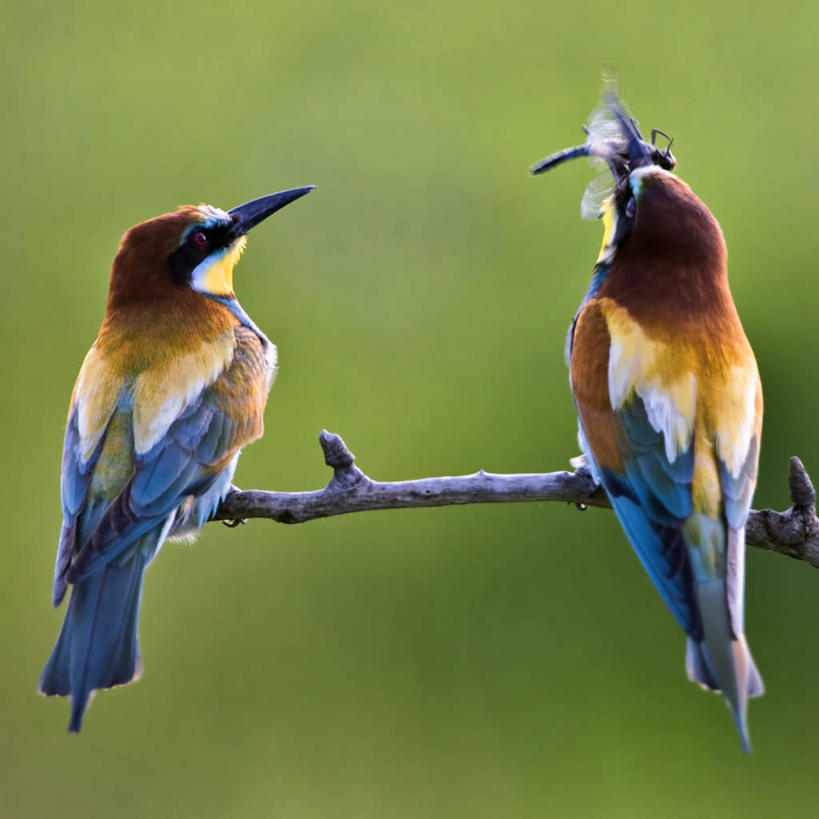 无人,吃,方图,室外,白天,野生动物,蜻蜓,捕食,背面,摄影,栖息,叼着,喙,嫩枝,匈牙利共和国,食蜂鸟,彩图