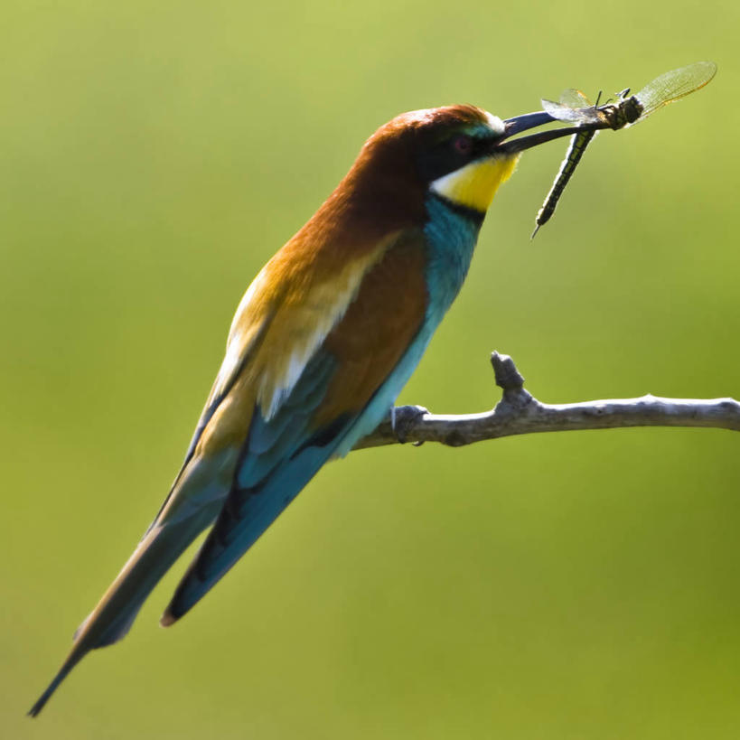 无人,吃,方图,室外,白天,侧面,野生动物,蜻蜓,捕食,动物,两只,摄影,栖息,叼着,喙,嫩枝,匈牙利共和国,食蜂鸟,彩图