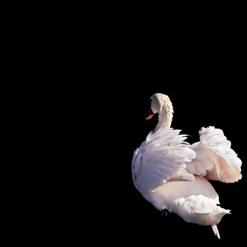 游泳,无人,方图,室外,白天,野生动物,天鹅,日光,黑色背景,背面,摄影,巴尔干,塞尔维亚,彩图,贝尔格雷德