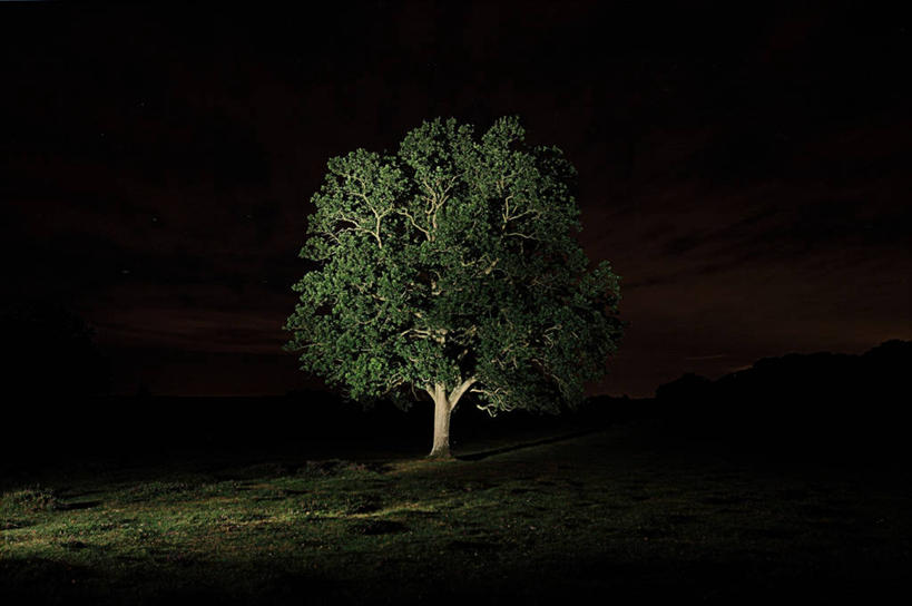 无人,横图,室外,夜晚,留白,寂寞,神秘,草地,英国,树,摄影,照亮,北欧,手电筒,冒险,彩图,独处