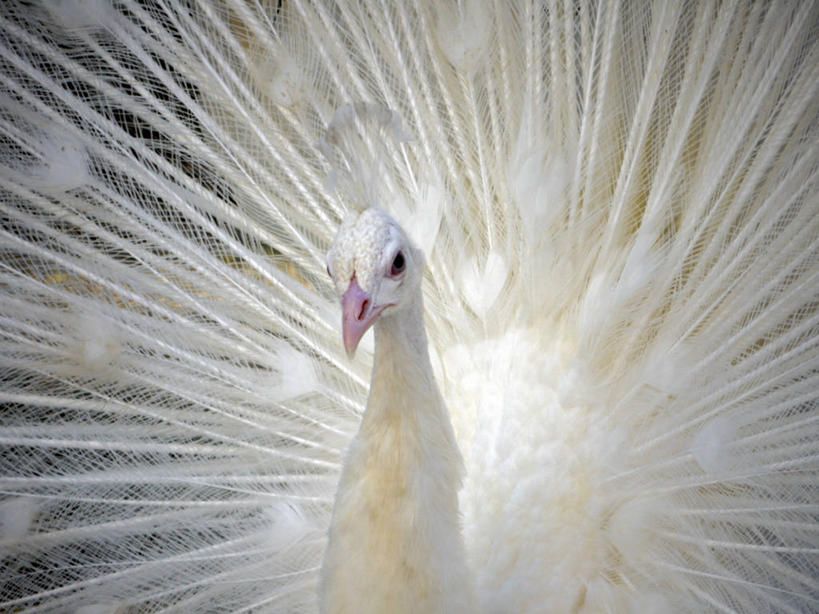 无人,横图,方图,室外,白天,美景,孔雀,日本,尾巴,景观,白色,自然,景色,摄影,高雅,优美,近景,自然风光,东亚,彩图