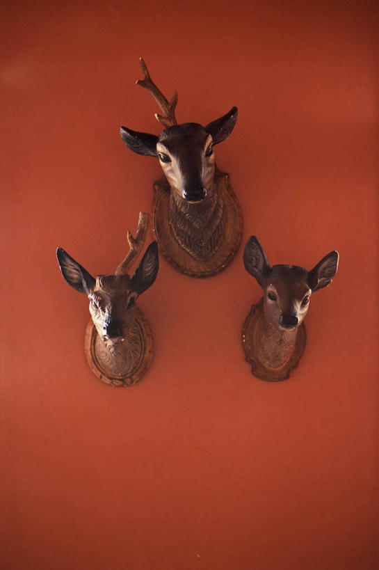 无人,竖图,室内,白天,正面,鹿,比利时,吊挂,悬挂,挂,三个,红色,摄影,鹿角,安特卫普,法兰德斯,彩图,影棚拍摄