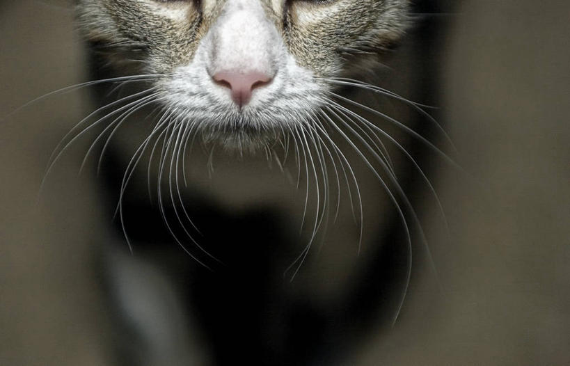 无人,横图,特写,正面,宠物,猫,美国,摄影,部分,维吉尼亚,彩图,影棚拍摄,感知,阿林顿