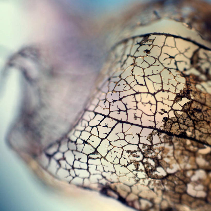 无人,方图,室外,特写,白天,背景,抽象,美景,百合花,斯洛文尼亚,景观,自然,景色,摄影,脆弱,自然风光,巴尔干,强瞿,宫灯百合,百合蒜,倒仙,番韭,山丹,叶脉,彩图,灯笼百合,宫灯花,圣诞百合