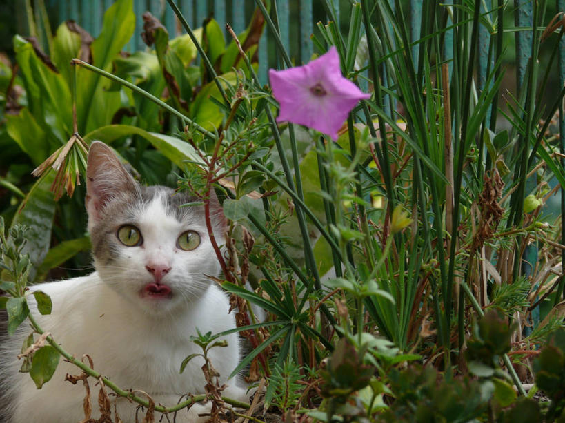 无人,菜园,横图,室外,白天,美景,宠物,猫,叶子,意大利,景观,花,自然,伸舌头,景色,摄影,生长,幽默,南欧,自然风光,半身,彩图,好奇心
