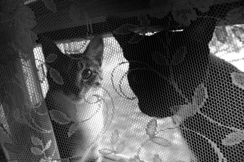 无人,坐,横图,黑白,室外,特写,白天,窗帘,狗,猫,美国,面包车,动物,两只,家畜,摄影,剪影,半身