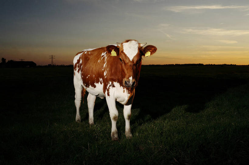 无人,站,横图,室外,日落,照明,荷兰,田地,灯光,褐色,灯,灯具,家畜,摄影,照亮,照明设备,剪影,闪光灯,母牛,彩图