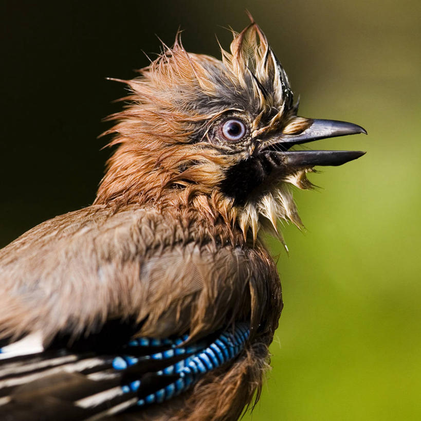 无人,方图,室外,特写,白天,侧面,野生动物,湿,摄影,僵鸟,匈牙利共和国,半身,彩图
