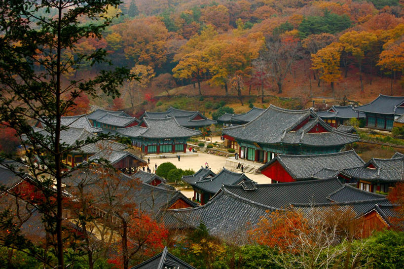 无人,横图,室外,白天,森林,韩国,屋顶,树,摄影,佛教,迷人,朝鲜半岛,秋天,彩图,旅行