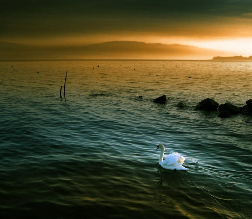 无人,横图,室外,旅游,度假,美景,日落,野生动物,天鹅,瑞士,景观,水平线,娱乐,风景,自然,享受,休闲,景色,放松,摄影,宁静,自然风光,中欧,日内瓦湖,日内瓦,岩石,彩图,日内瓦州,独处