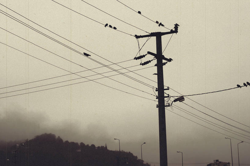 无人,横图,阶调图片,室外,白天,仰视,雾,野生动物,欧洲,鸟类,电缆,摄影,栖息,能源,电,中东,剪影,逆光,彩图,单色图片,低角度拍摄,电力线