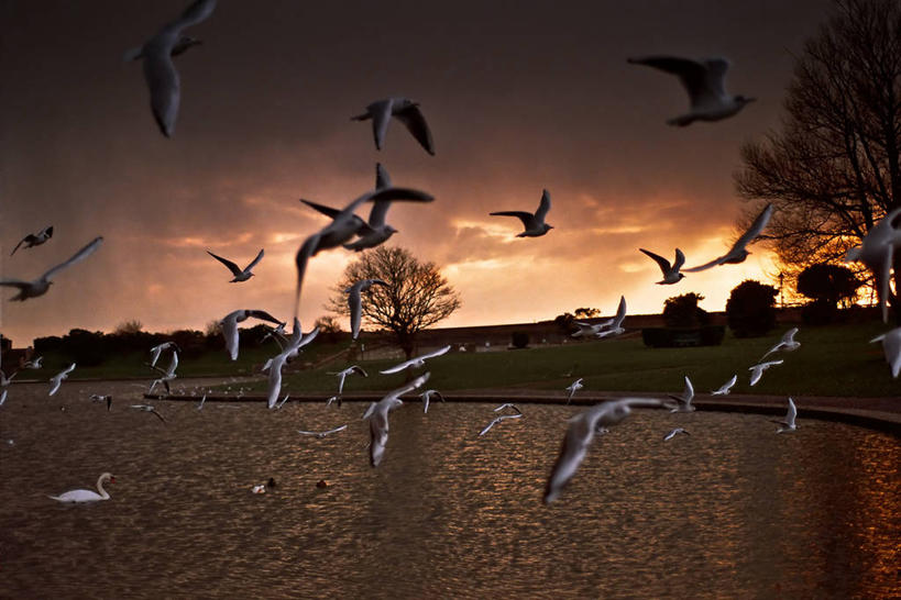 游泳,无人,横图,室外,湖,日落,山,水,野生动物,英国,欧洲,一群,许多,丰富,鸟类,地平线,云,辽阔,地面,很多,半空,飞,树,天空,黄昏,广阔,摄影,一望无际,西欧,北欧,延伸,剪影,大不列颠,威尔士,逆光,大不列颠及北爱尔兰联合王国,大不列颠及爱尔兰联合王国,天地相交,卡菲利城堡,威尔士公国,无边无际,一马平川,南威尔士,南格拉摩根郡,彩图,大不列颠王国,大英帝国,联合王国,日不落帝国