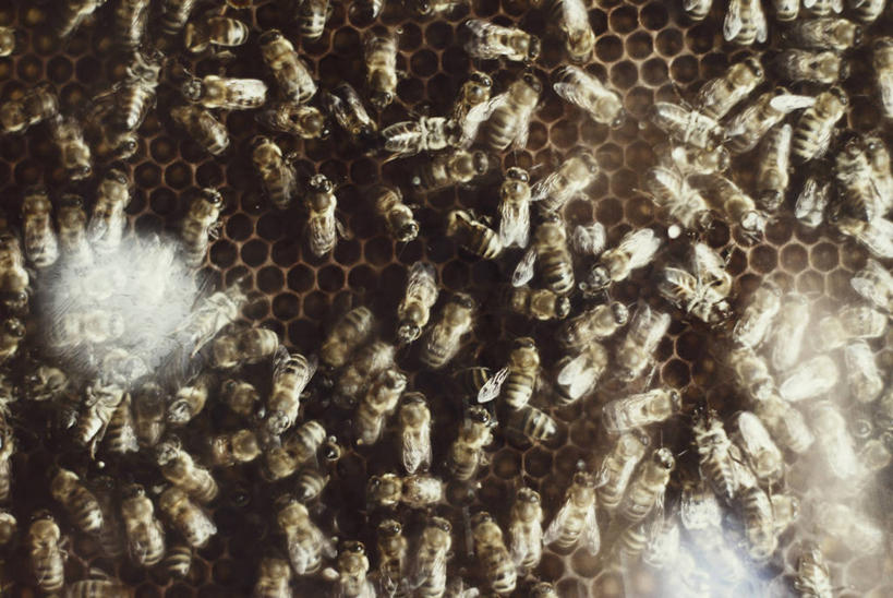 无人,横图,室外,特写,白天,团队,野生动物,蜜蜂,欧洲,一群,许多,丰富,蜂窝,很多,饮食,自然,摄影,中东,忙碌,蜂箱,彩图,全画面,全框架,全帧,全画幅