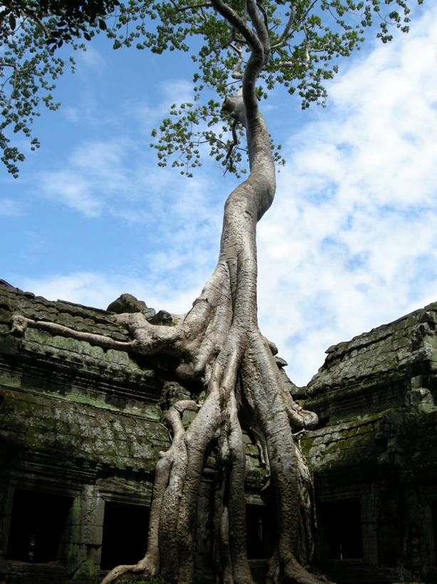无人,竖图,室外,白天,建筑,柬埔寨,堆积,屋顶,根部,自然,摄影,生长,风化,木棉树,暹粒,塔普伦寺,古代文明,印度支那,风蚀,石化,风蚀地貌,岩石层,吴哥,岩石,彩图,柬埔寨文化