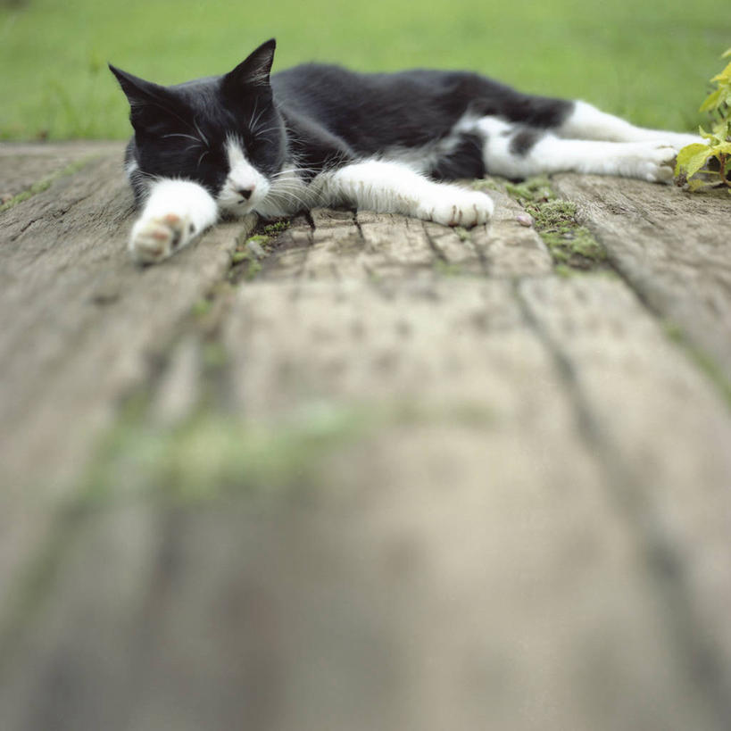 无人,躺,方图,室外,特写,白天,建材,建筑,宠物,日本,材料,木板,木材,木柴,动物,休息,家畜,放松,摄影,建造,木料,东亚,睡觉,彩图,门廊