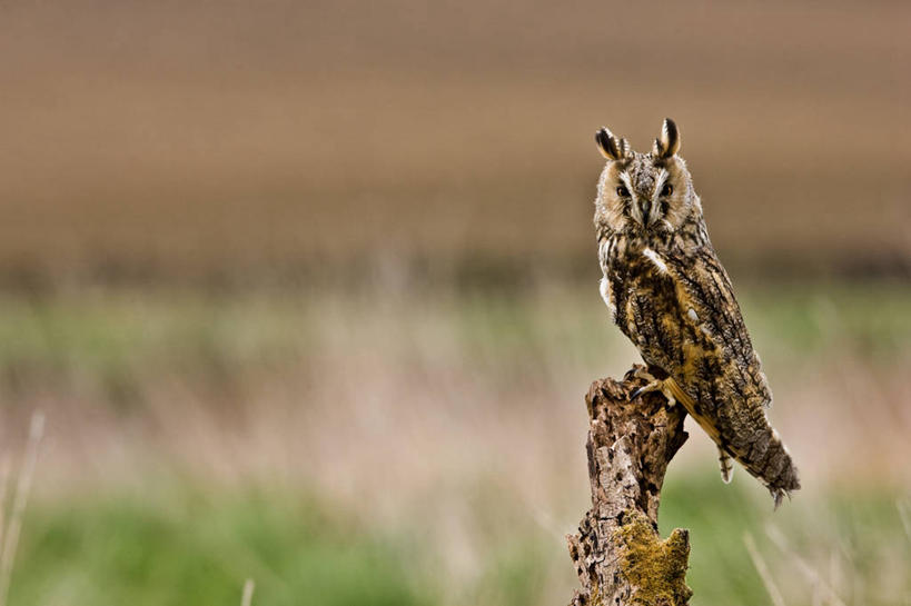 无人,站,横图,室外,白天,自由,美景,猫头鹰,野生动物,英国,景观,自然,动物,木桩,景色,摄影,栖息,自然风光,北欧,长耳枭,彩图
