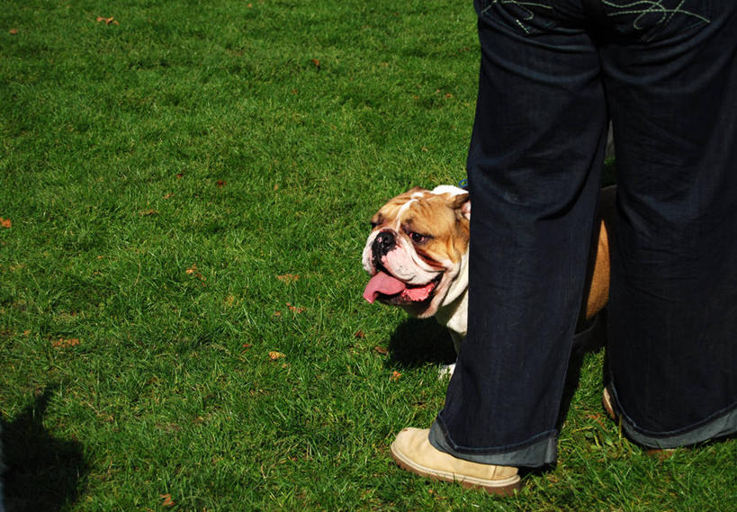 成年人,腿,一个人,站,横图,室外,白天,留白,草坪,宠物,英国,仅一个男性,阴影,牛仔裤,休闲装,背面,人体,摄影,帆布鞋,北欧,英格兰斗牛犬,彩图