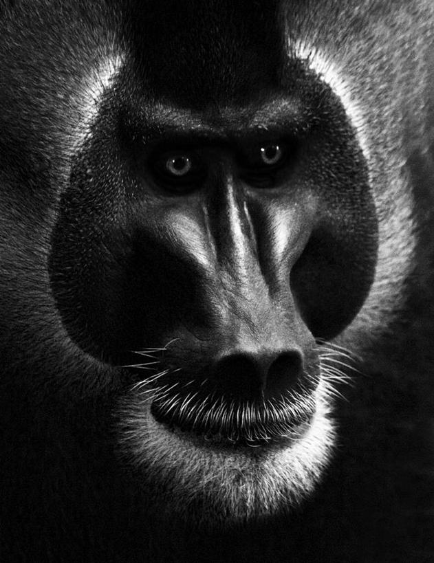 无人,竖图,黑白,特写,神秘,野生动物,猴子,英国,摄影,头像,北欧,中洛锡安