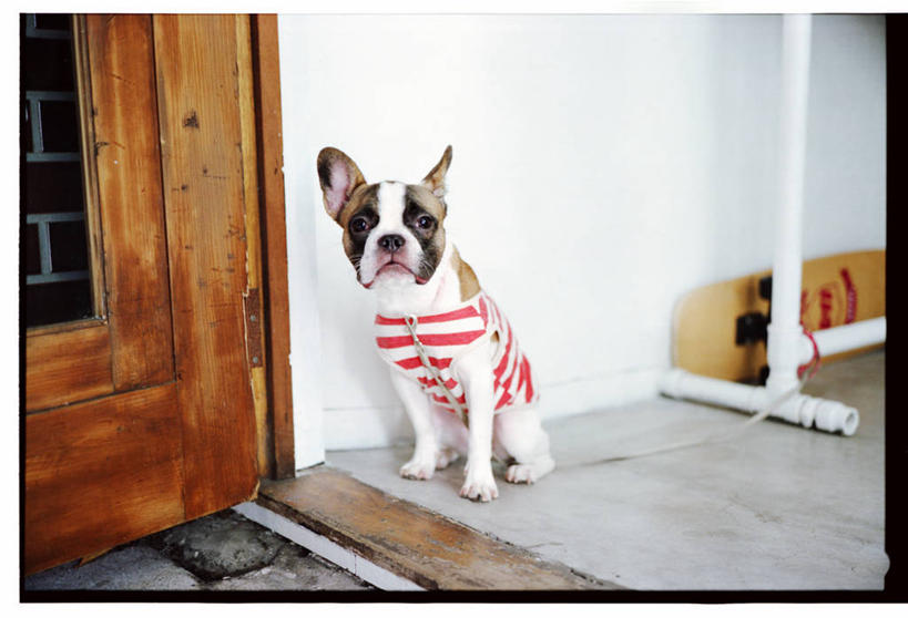 无人,坐,横图,室外,白天,毛衣,时尚,门,宠物,日本,动物,家畜,摄影,东亚,狗链,上装,彩图,门廊