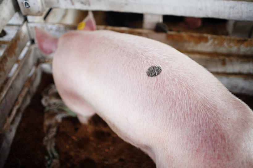 无人,横图,俯视,室内,室外,白天,猪,美国,斑点,小猪,粉色,动物,摄影,牲畜,彩图,高角度拍摄