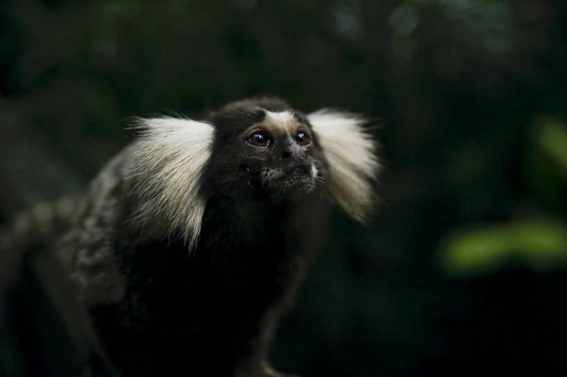 无人,横图,室外,白天,野生动物,新加坡,向上看,思考,摄影,马来群岛,狨猴,彩图