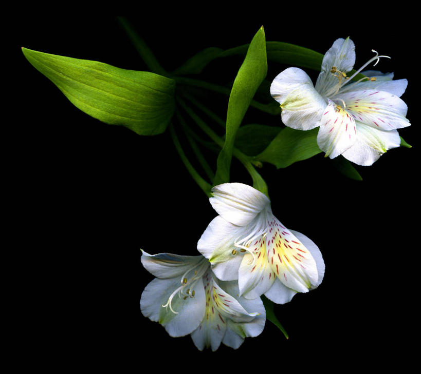 无人,横图,室内,美景,六出花,叶子,英国,黑色背景,景观,白色,黑色,自然,景色,摄影,脆弱,自然风光,北欧,彩图,影棚拍摄