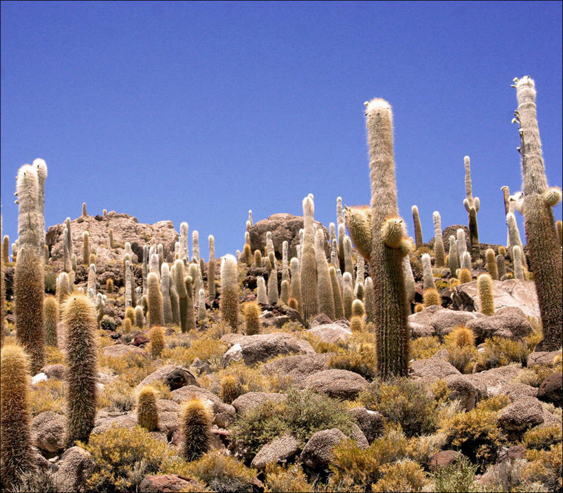 无人,横图,室外,白天,石头,仙人掌,玻利维亚,丰富,风景,天空,自然,南美,摄影,多样,环境,气候,万里无云,盐湖,乌尤尼盐湖,岩石,彩图,肉质植物