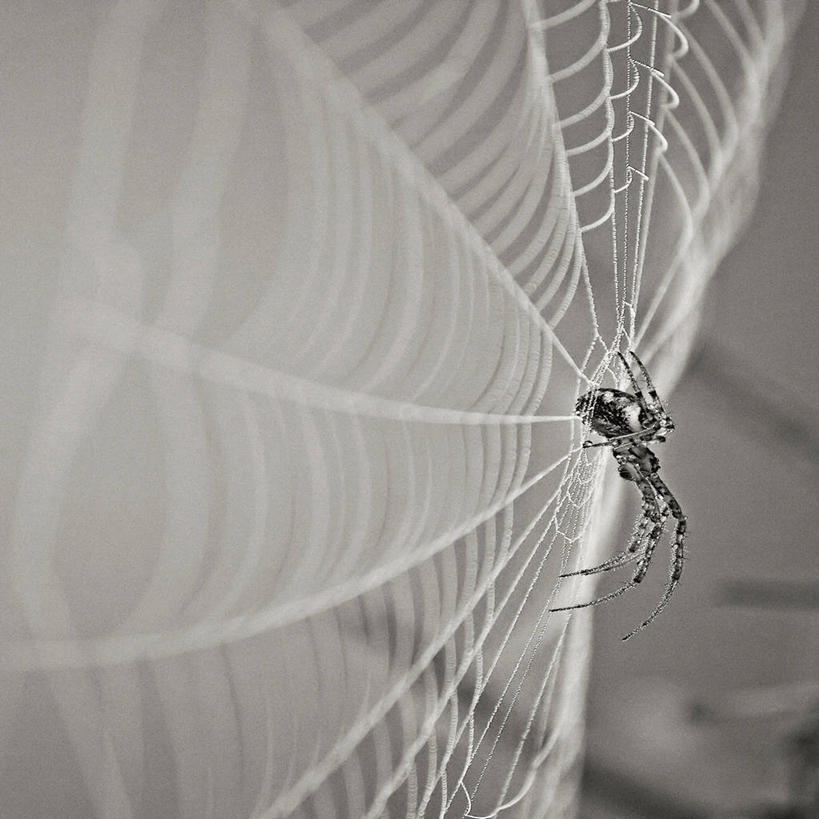 无人,方图,黑白,室外,特写,白天,美景,野生动物,荷兰,蜘蛛,蜘蛛网,景观,自然,动物,景色,摄影,复杂,自然风光,花园蜘蛛