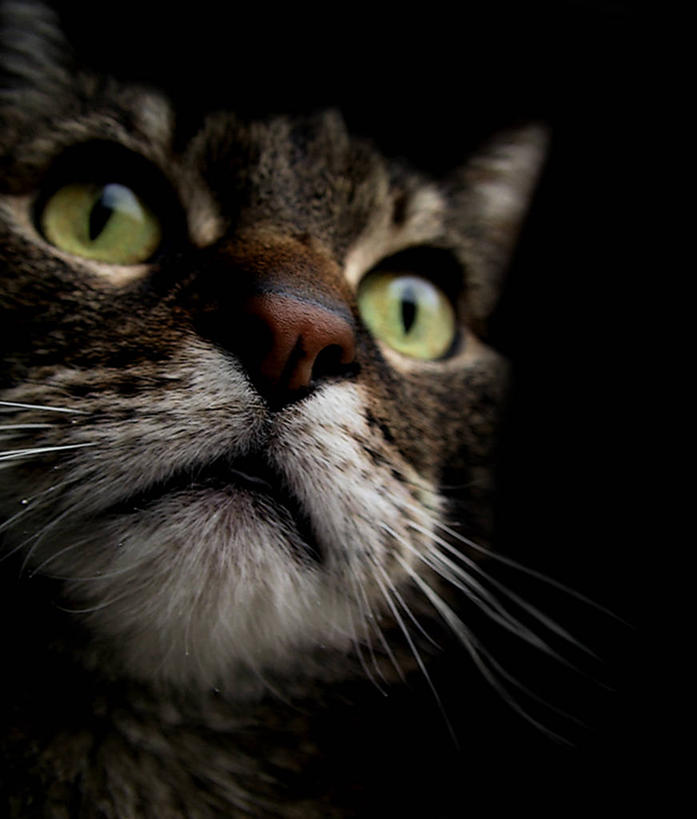 无人,竖图,室内,特写,仰视,纯洁,宠物,荷兰,黑色背景,黑色,动物,看,家畜,可爱,童年,童趣,凝视,摄影,肖像,童真,烂漫,无邪,斑纹猫,机敏,林堡,马斯特里赫特,天真,彩图,低角度拍摄,影棚拍摄