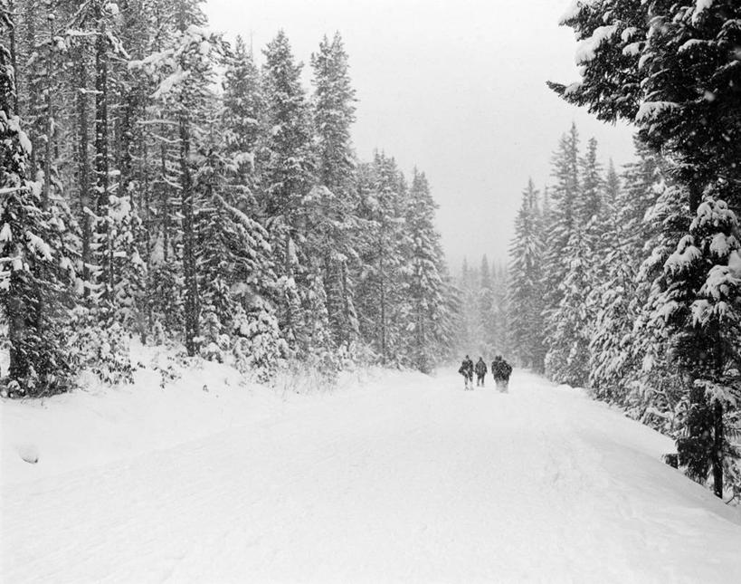横图,室外,白天,森林,雪,路,美国,冬天,下雪,寒冷,摄影,俄勒冈州,冒险,针叶树,彩图