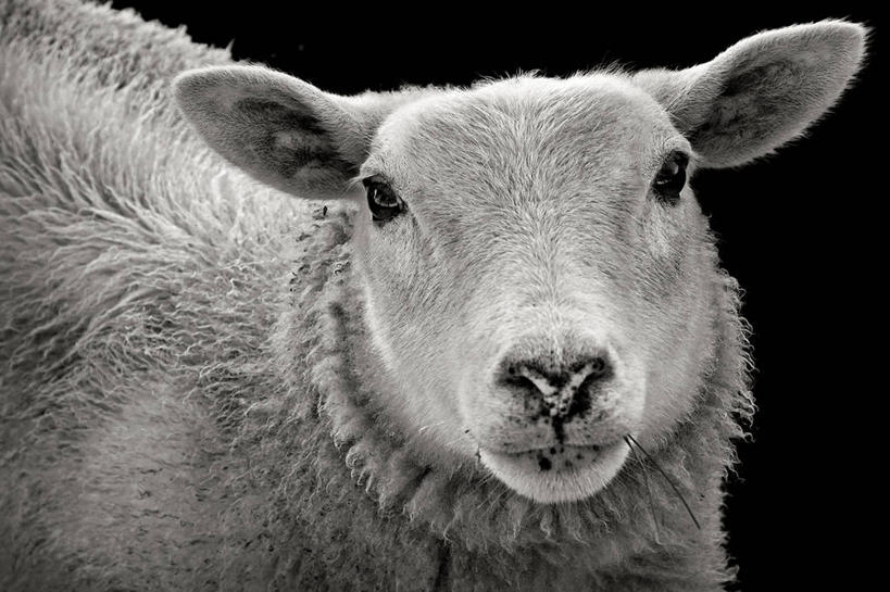 无人,站,横图,黑白,室外,摄影,牲畜,肖像,绵羊