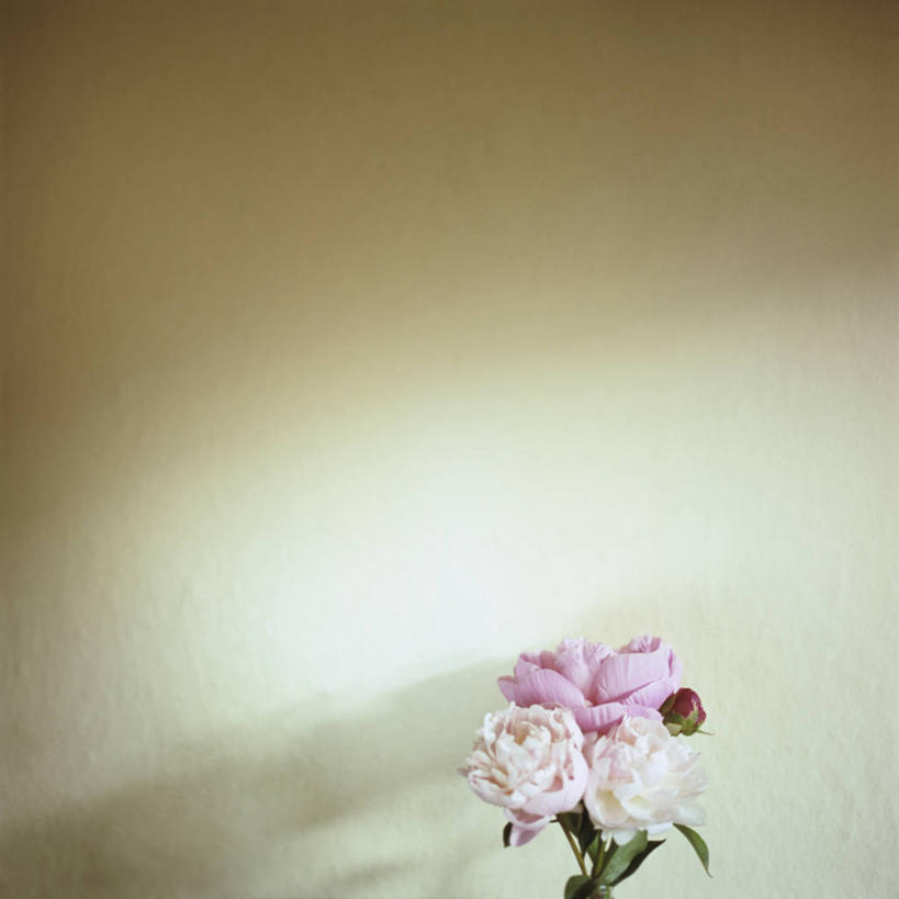 无人,方图,室内,白天,留白,美国,墙,树荫,粉色,花束,摄影,脆弱,清新,波特兰,牡丹,彩图