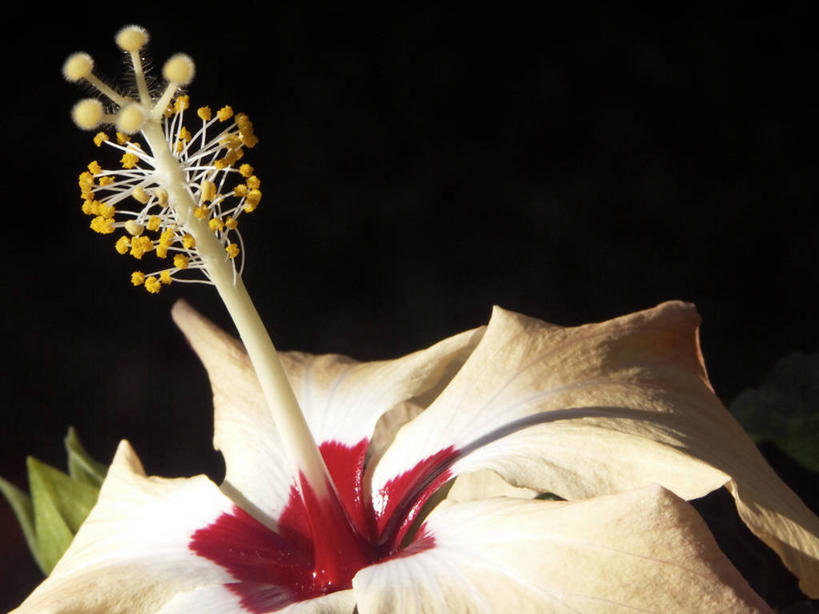 无人,横图,特写,美景,美国,黑色背景,景观,木槿,木槿花,美丽,花瓣,自然,景色,摄影,北美,北美洲,脆弱,坚韧,雌蕊,雄蕊,清新,自然风光,美洲,佛罗里达,佛罗里达州,佛州,阳光州,永恒,北亚美利加洲,亚美利加洲,质朴,无穷花,彩图,影棚拍摄,美利坚合众国