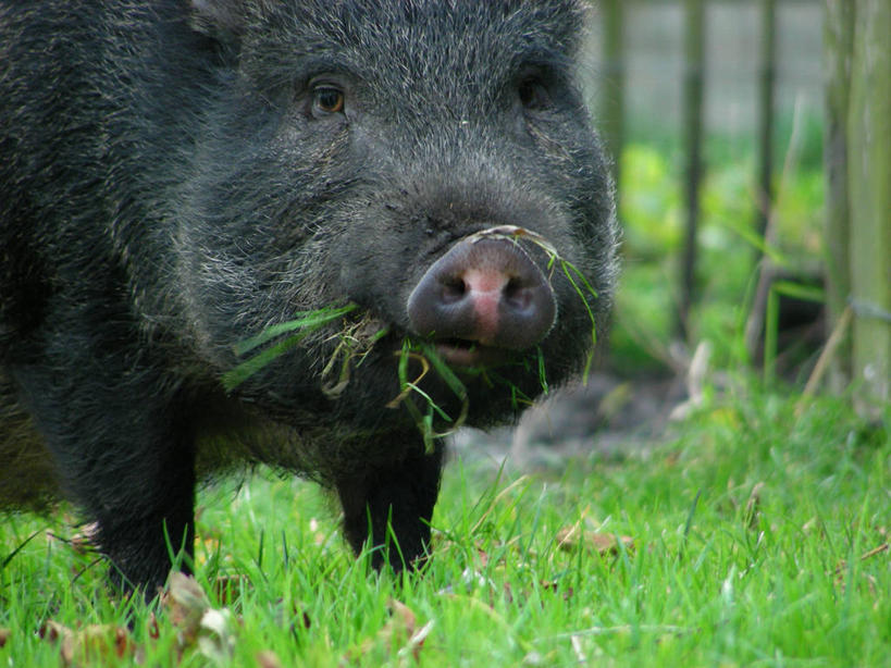 脸,头,脸颊,无人,站,横图,室外,白天,猪,荷兰,褐色,肩膀,草,摄影,肖像,头部,脸部,脸蛋,面部,彩图