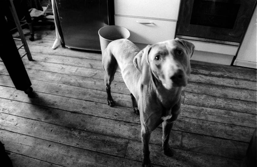 无人,站,横图,俯视,黑白,室内,白天,寂寞,建材,厨房,地板,建筑,宠物,狗,英国,材料,木板,木材,地面,木地板,木柴,摄影,建造,木料,肖像,德国魏犬,硬木,高角度拍摄,服从