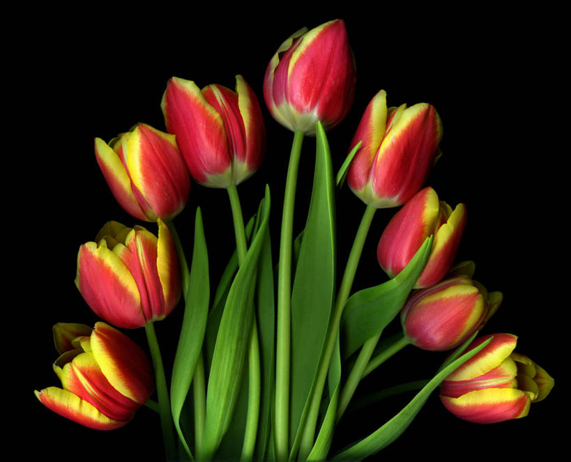 无人,横图,美景,郁金香,黑色背景,景观,自然,花束,景色,扇形,摄影,高雅,清新,自然风光,彩图,影棚拍摄