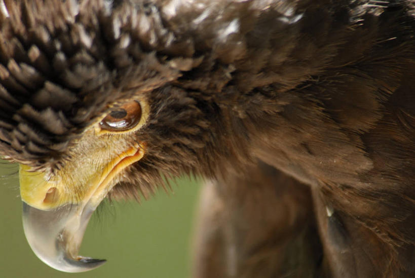 无人,横图,室外,特写,白天,侧面,美景,美国,景观,宏伟,自然,景色,摄影,鞠躬,部分,自然风光,喙,维吉尼亚,老鹰,彩图