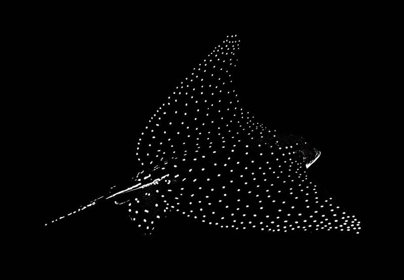 无人,横图,黑白,室外,自由,水下,美景,哥斯达黎加,发光,斑点,景观,自然,景色,摄影,北美,优美,北美洲,自然风光,美洲,北亚美利加洲,亚美利加洲,哥斯达黎加共和国,椰子岛