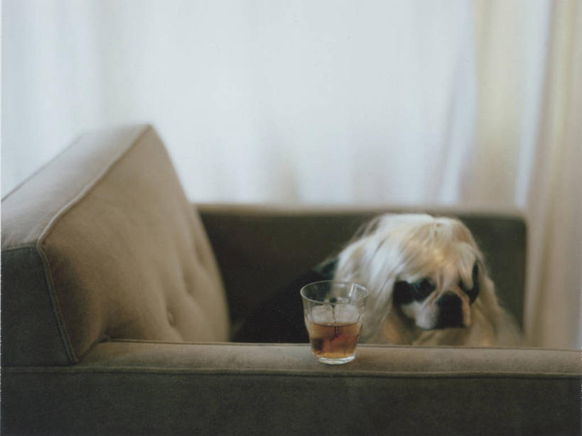 威士忌,无人,横图,室内,白天,宠物,狗,小的,酒类,酒,饮料,家畜,摄影,扶手椅,彩图,波士顿猎犬