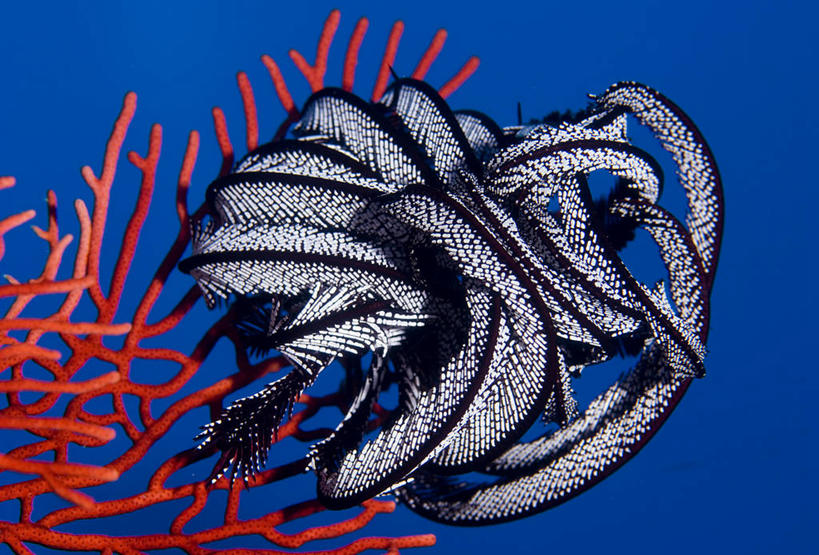 无人,横图,彩色,室外,特写,白天,水下,美景,斐济,景观,海洋生物,无脊椎动物,自然,动物,两只,景色,摄影,五颜六色,腔肠动物,色彩斑斓,柳珊瑚,自然风光,水生动物,五彩缤纷,水生物,棘皮动物,海底动物,五彩斑斓,海百合,珊瑚虫,石帆,美拉尼西亚,五光十色,海团扇,彩图