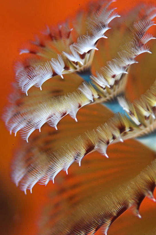 无人,竖图,彩色,水下,美景,加勒比海,橙色背景,景观,自然,景色,大西洋,摄影,五颜六色,色彩斑斓,热带气候,自然风光,五彩缤纷,五彩斑斓,五光十色,彩图