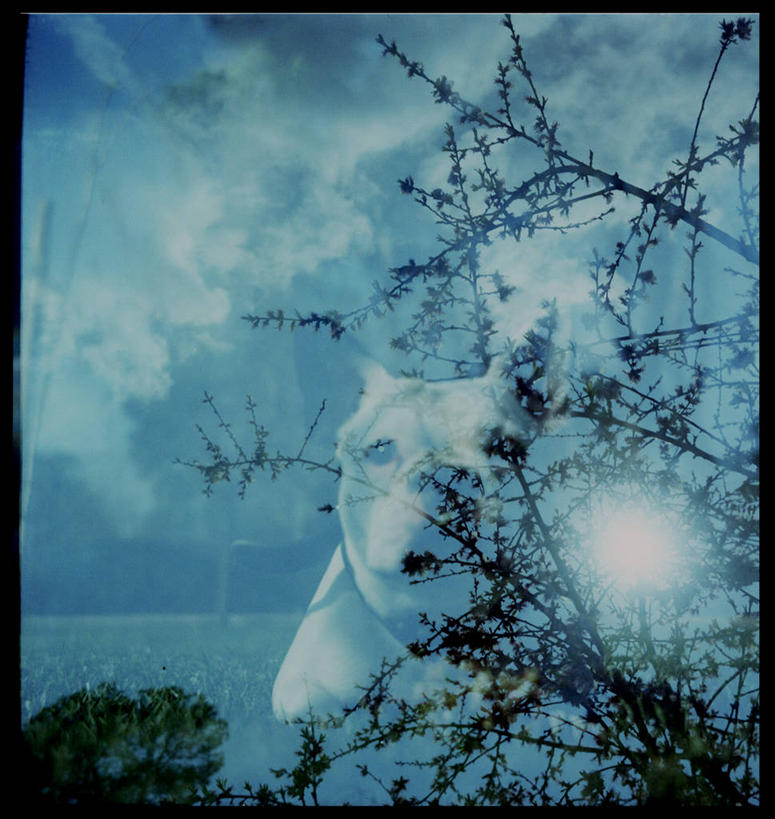 无人,竖图,室外,白天,太阳,窗户,宠物,西班牙,反射,首都,蓝色,思考,马德里,摄影,灌木,彩图